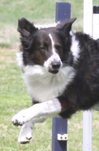 Dillon
